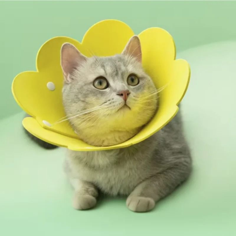 BloomGuard Flower Recovery Collar for Cats, Dogs & Kittens