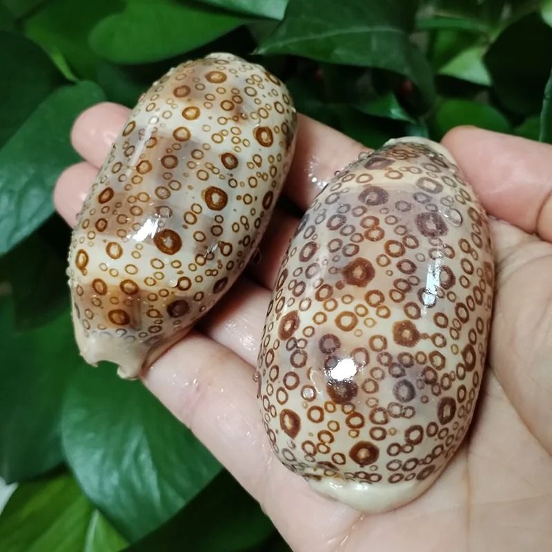 Shell Serpent Rare Eyed Cowrie Shell Set | Talparia Argus Serpents Head Oc | Inspire ...