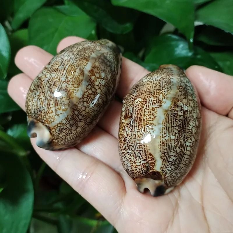 Natural Arabian Cowry Shells | Rare Mauritia Arabica Seashel | Inspire ...