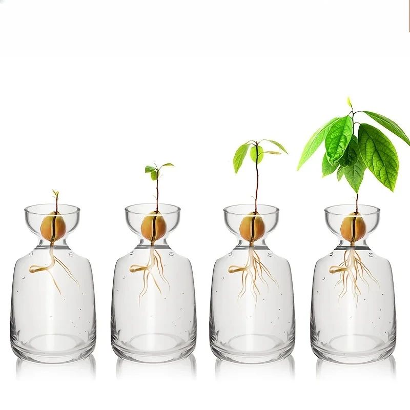 4-Piece Avocado Seed Starter Vase Set – Glass Growing Kit for Indoor Plant Lovers