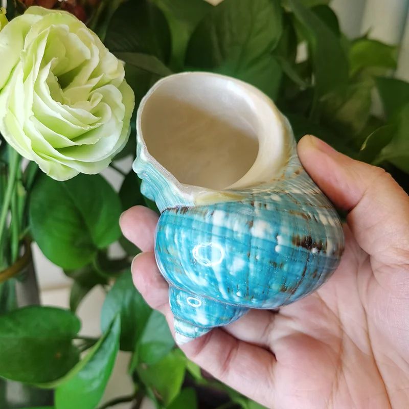 Large Green Banded Turbo Shells for Hermit Crabs and Coastal Home Decor