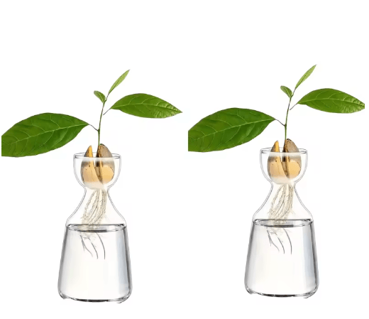 4-Piece Avocado Seed Starter Vase Set – Glass Propagation Kit for Home Gardening