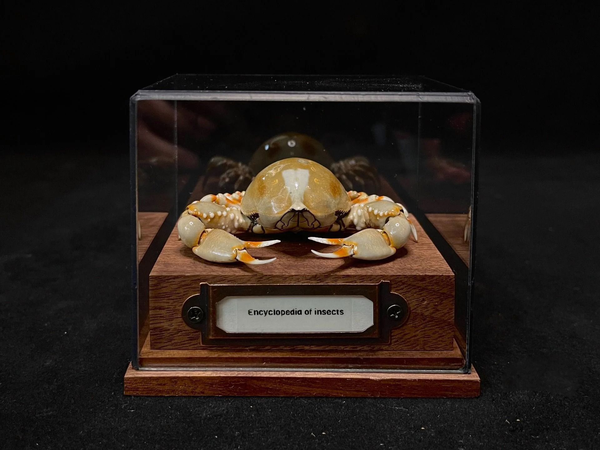 Real Crab Specimen Display Taxidermy Marine Collectible Home Decor
