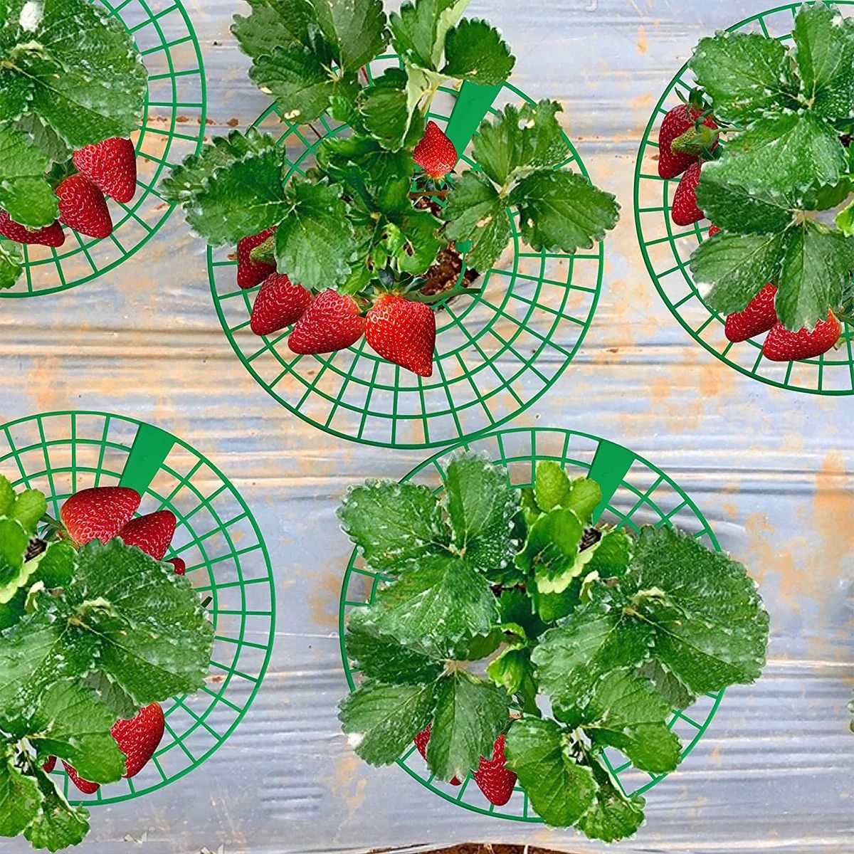 Melon Rack Plant Support Racks for Strawberries & Melons – 10-Piece 3-L | Inspire ...