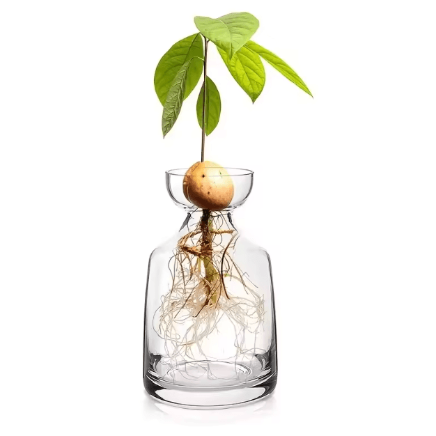 Four-piece Avocado Seed Starter Vase- Grow Your Own Avocado Tree Unique Glass Planting Pot for Gardening Lovers Start Yo