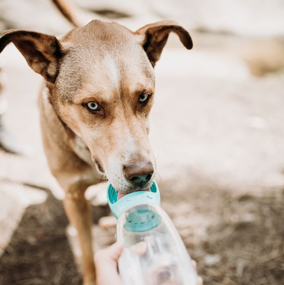 dog drinking water bottle
