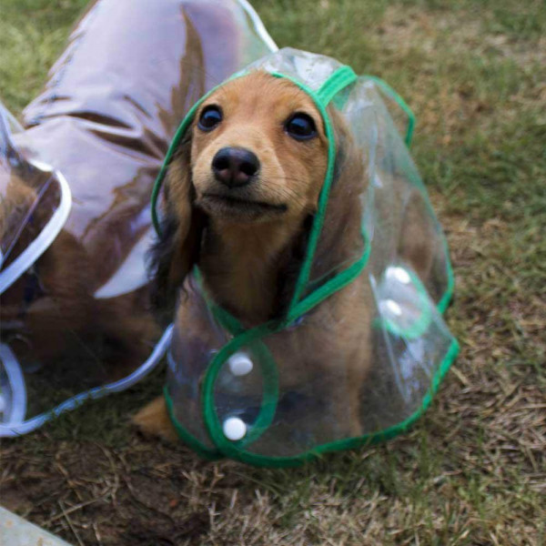 sausage dog in a raincoat