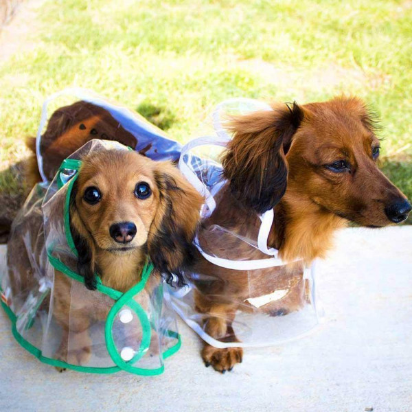 transparent dog raincoat